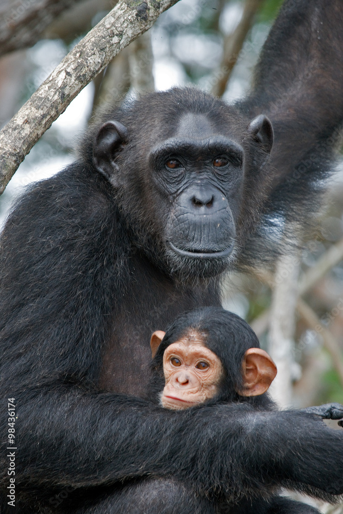 A female chimpanzee with a baby on mangrove trees. Republic of the Congo. Conkouati-Douli Reserve. An excellent illustration. A female chimpanzee with a baby on mangrove trees. Republic of the Congo. Conkouati-Douli Reserve. An excellent illustration.