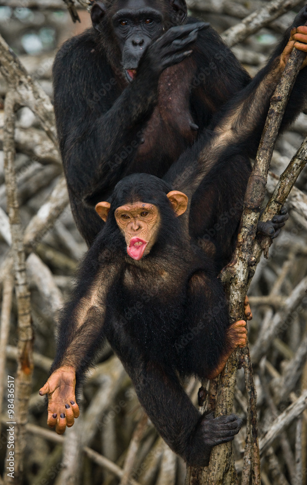A female chimpanzee with a baby on mangrove trees. Republic of the Congo. Conkouati-Douli Reserve. An excellent illustration.