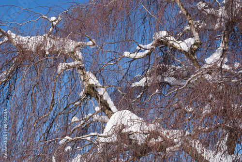 Wallpaper Mural Äste mit Schnee vor blauem Himmel Torontodigital.ca