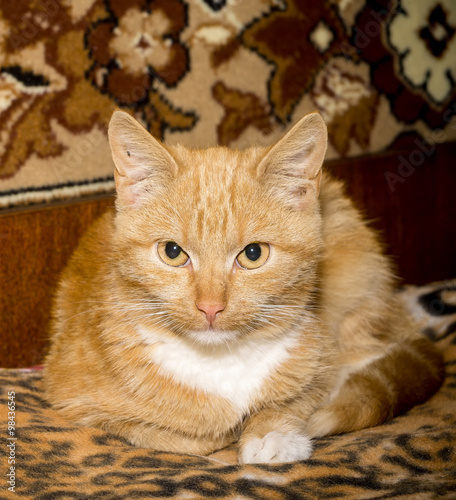 Cute Ginger Cat © AnnaPa