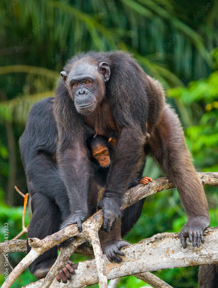 Female chimpanzee with a baby on mangrove trees. Republic of the Congo. Conkouati-Douli Reserve. Female chimpanzee with a baby on mangrove trees. Republic of the Congo. Conkouati-Douli Reserve.