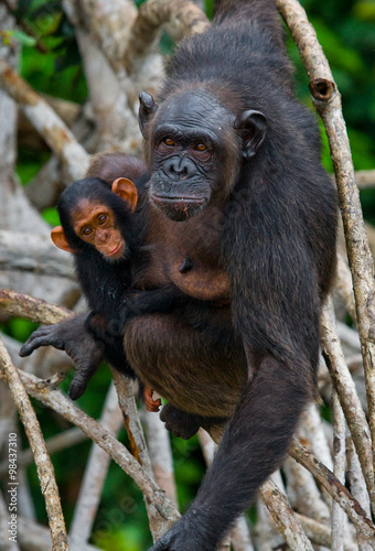 Fototapeta Naklejka Na Ścianę i Meble -  A female chimpanzee with a baby on mangrove trees. Republic of the Congo. Conkouati-Douli Reserve. An excellent illustration.