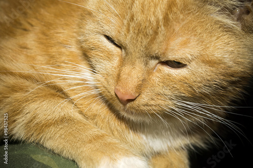 Fototapeta Naklejka Na Ścianę i Meble -  Ginger Cat Portrait