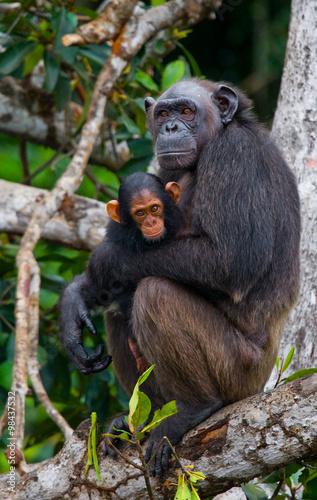 Fototapeta Naklejka Na Ścianę i Meble -  Female chimpanzee with a baby on mangrove trees. Republic of the Congo. Conkouati-Douli Reserve. 