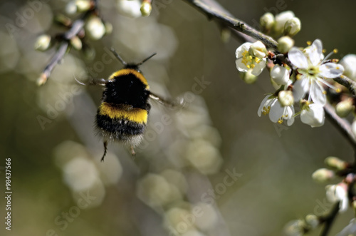 Flying bumblebee, Bombus, view from below photo