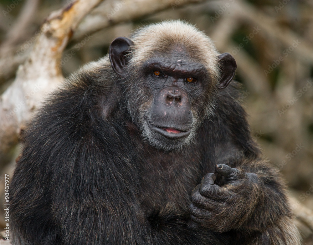 Portrait of a male chimpanzee. Republic of the Congo. Conkouati-Douli Reserve. An excellent illustration. Portrait of a male chimpanzee. Republic of the Congo. Conkouati-Douli Reserve. An excellent illustration.