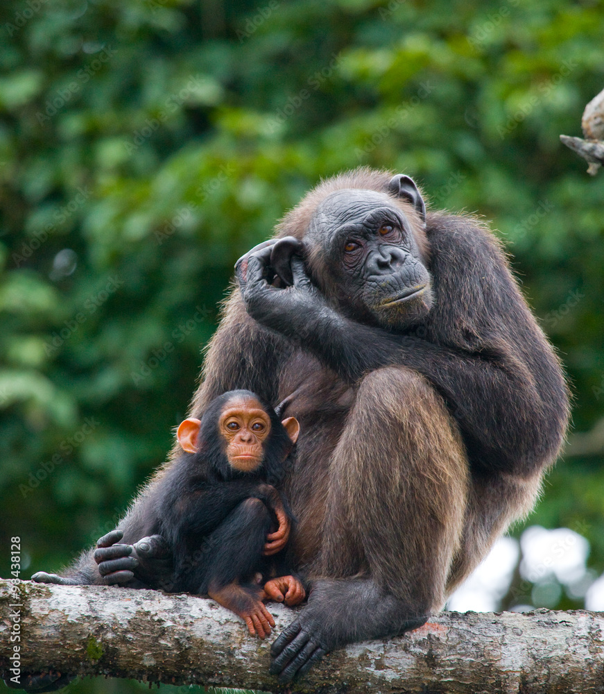 A female chimpanzee with a baby on mangrove trees. Republic of the Congo. Conkouati-Douli Reserve. An excellent illustration. A female chimpanzee with a baby on mangrove trees. Republic of the Congo. Conkouati-Douli Reserve. An excellent illustration.