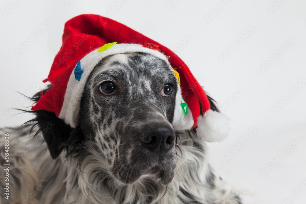 Foto Stock Setter inglese con cappello di babbo Natale. Sfondo bianco |  Adobe Stock
