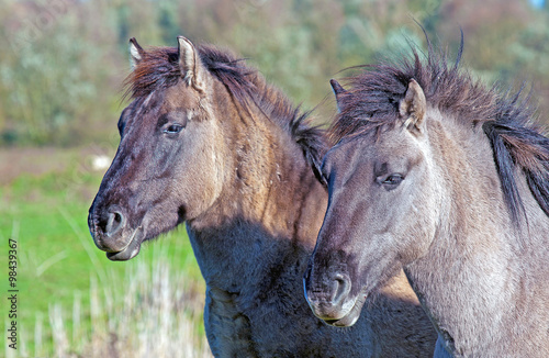 Horses having fun in a field in spring