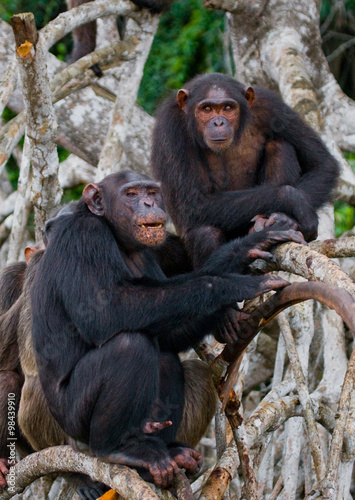 Fototapeta Naklejka Na Ścianę i Meble -  Group chimpanzee sitting on mangrove branches. Republic of the Congo. Conkouati-Douli Reserve. An excellent illustration.