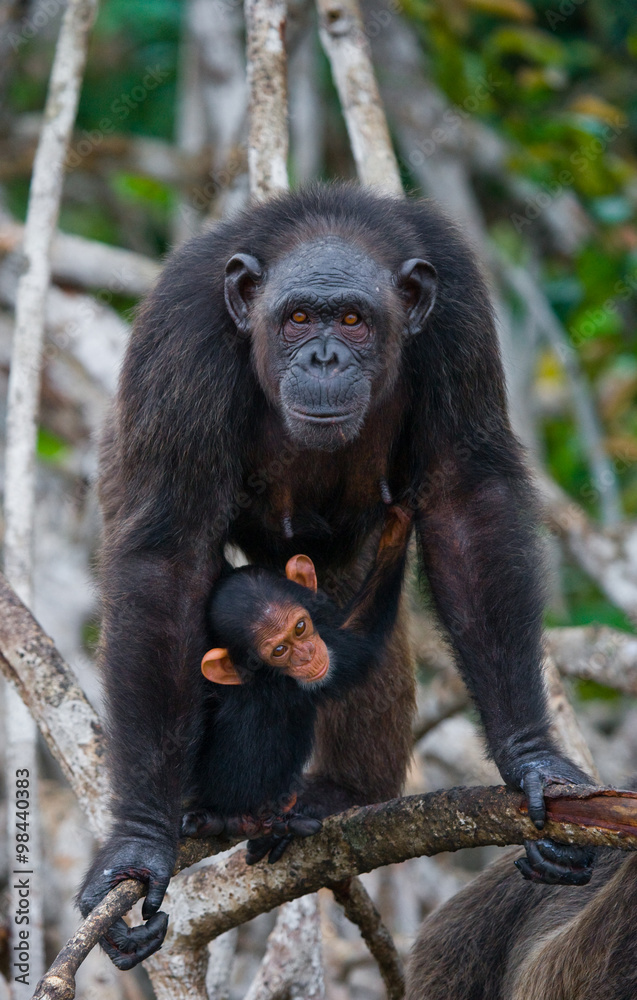 A female chimpanzee with a baby on mangrove trees. Republic of the Congo. Conkouati-Douli Reserve. An excellent illustration.