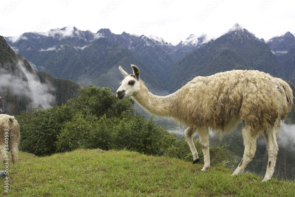 Fototapeta premium Lama Peru