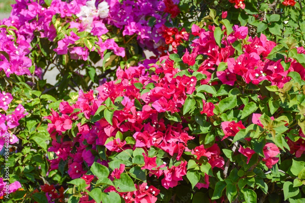 pink bougainvillea flower in nature garden pink bougainvillea flower in nature garden