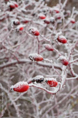 Rosehip sprinkled with snow in winter .