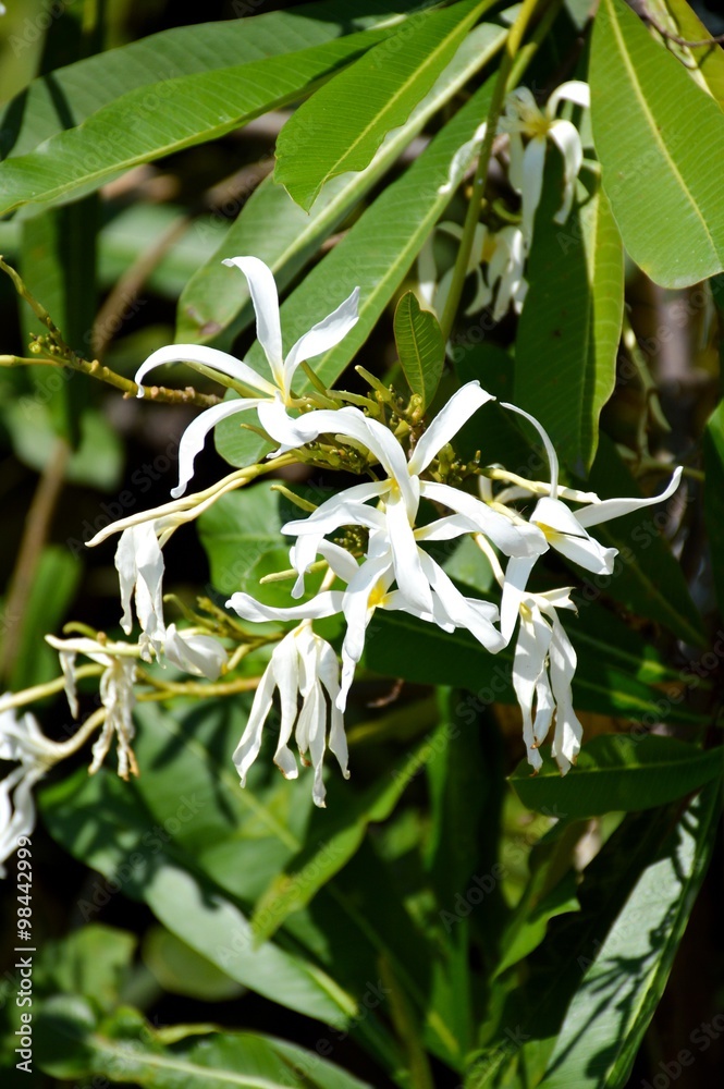 Naklejka premium plumeria stenopetala flower in nature garden
