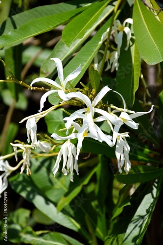 plumeria stenopetala flower in nature garden