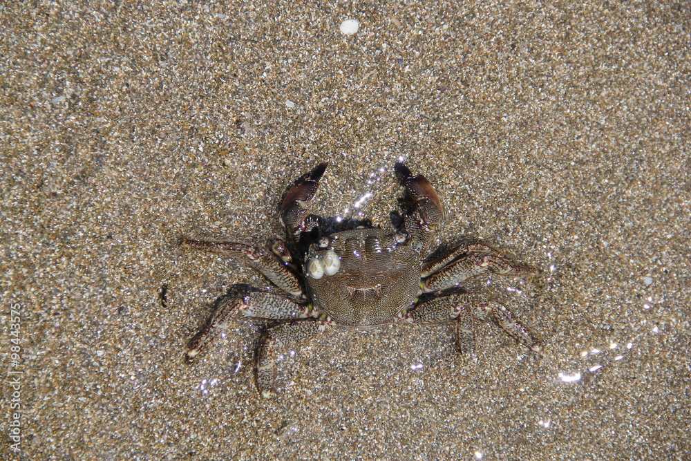 Crab on the sand, summer 2014