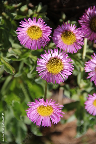 Flowers in Bulgaria  year 2014