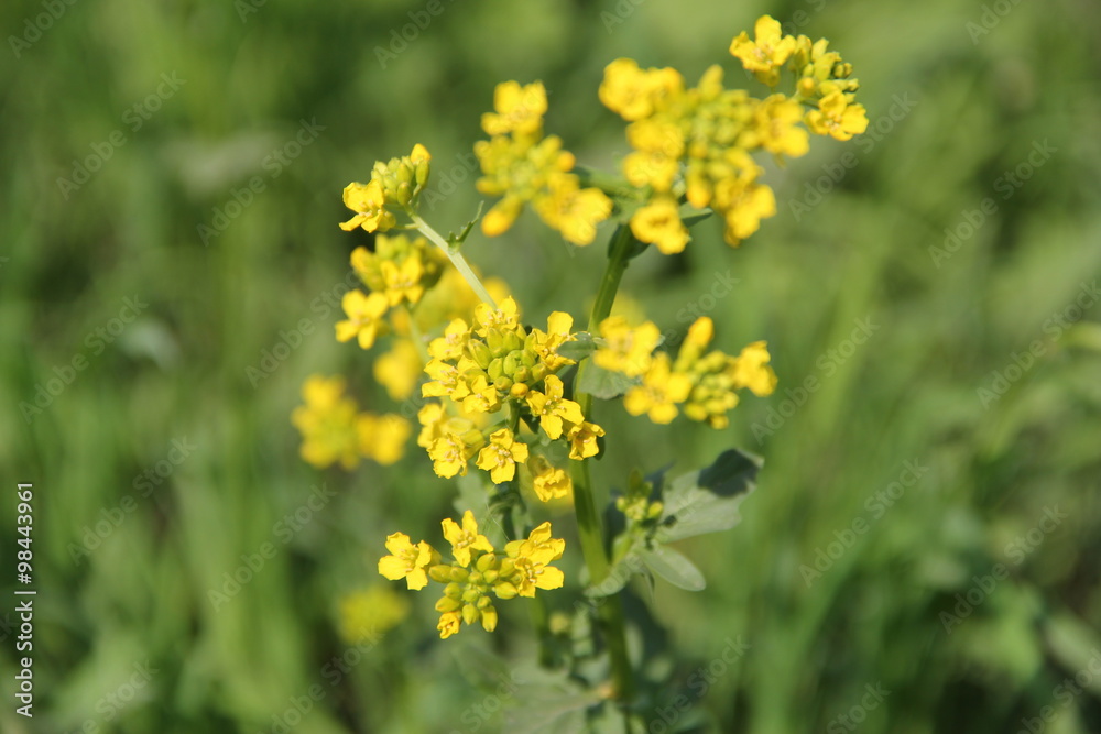 Fototapeta premium Spring Flowers in Moscow, year 2014