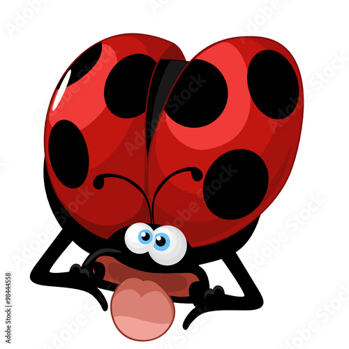 coccinella