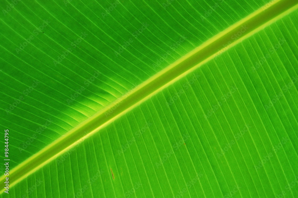 Banana leaf lines pattern. Banana leaf lines pattern.