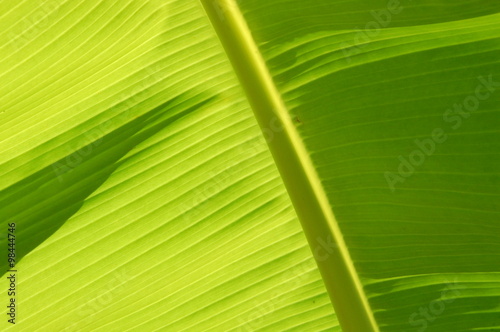 Banana leaf lines pattern.