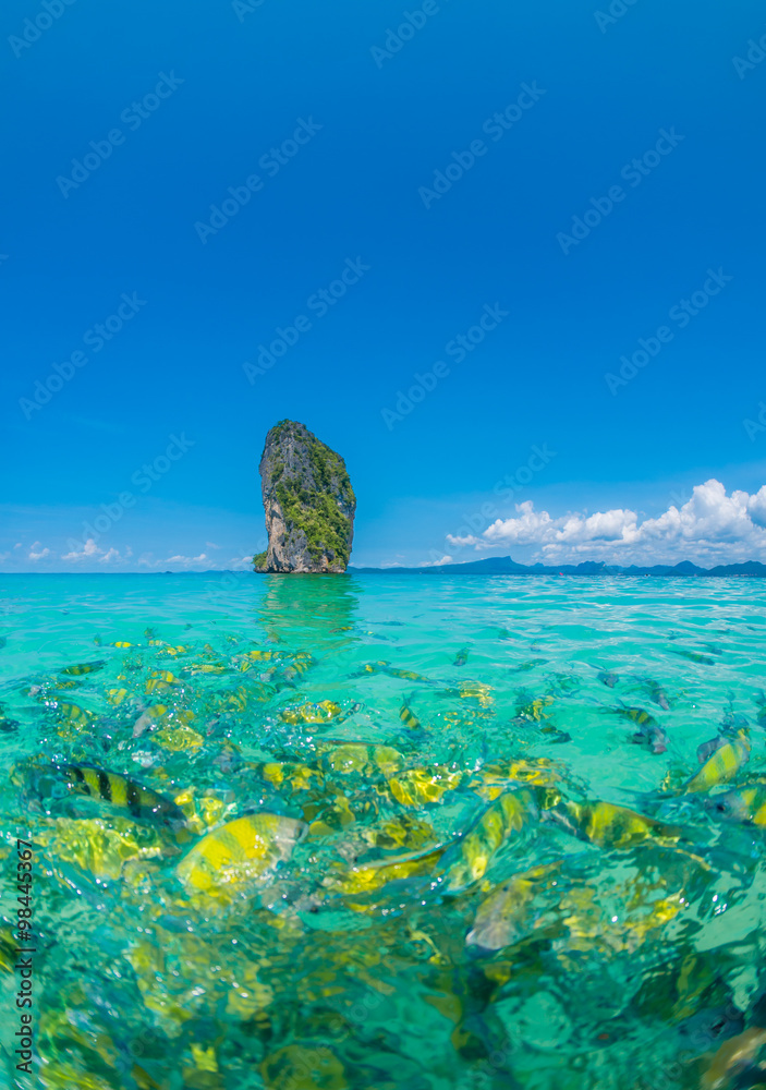 Fototapeta premium Schooling of Fish
