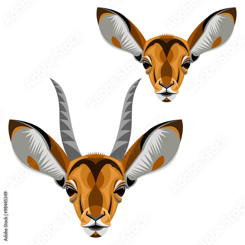 Antelope