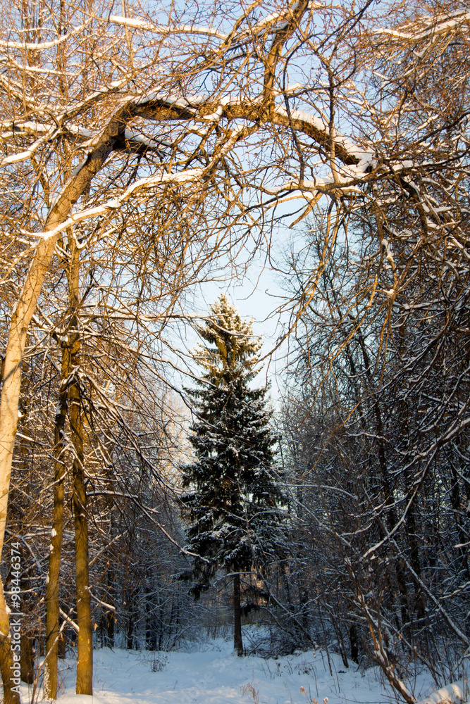 winter pine