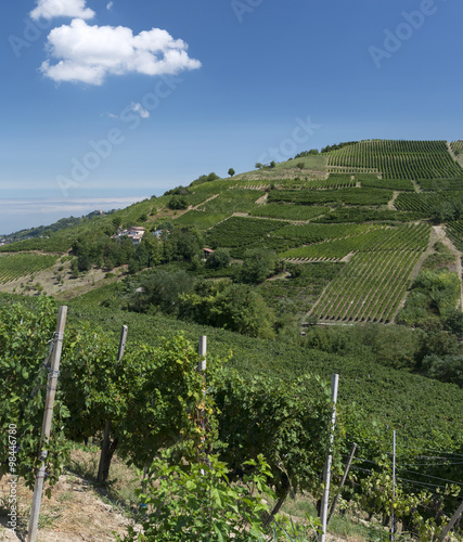 Vineyards in Oltrepo Pavese  Italy 