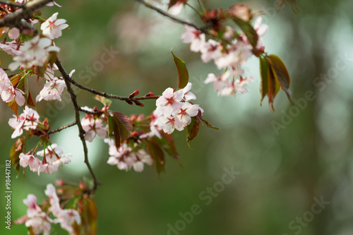 Branch of blossoming Oriental cherry sakura