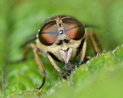 Band-eyed brown horsefly (Tabanas bromius) head-on. A biting fly shown with detail in compound eyes and large jaws
