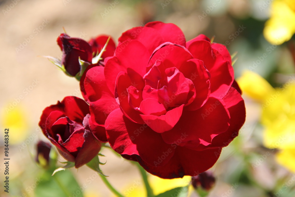 Obraz premium Flowers in Bulgaria, year 2014