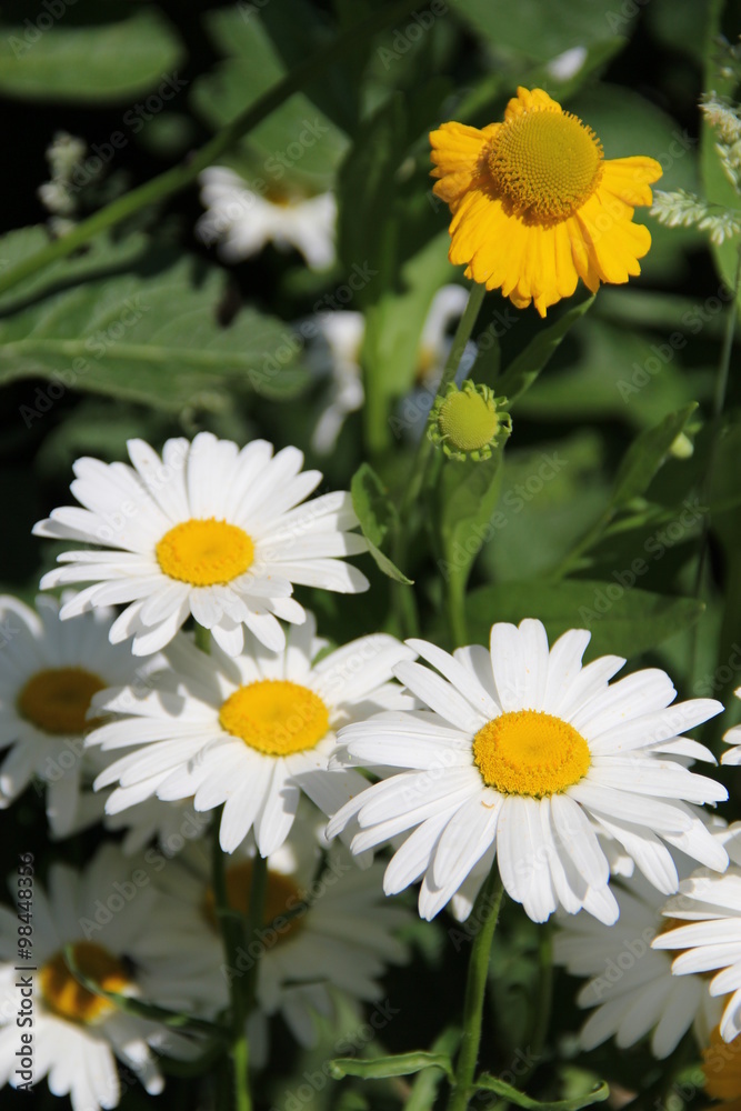 Fototapeta premium Flowers in Bulgaria, year 2014