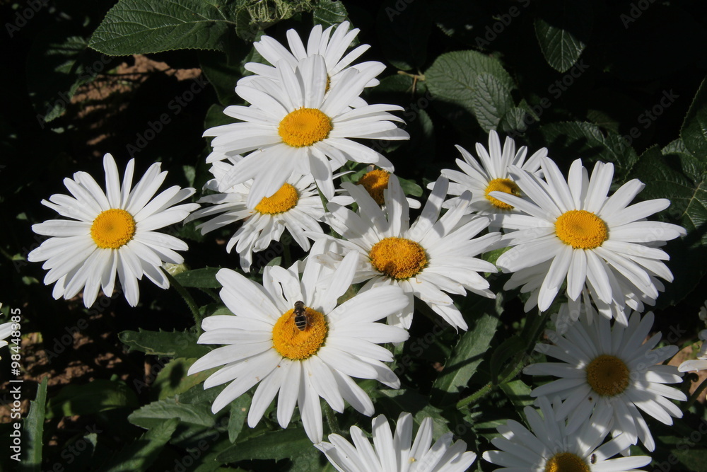 Fototapeta premium Flowers in Bulgaria, year 2014