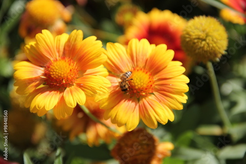 Flowers in Bulgaria  year 2014