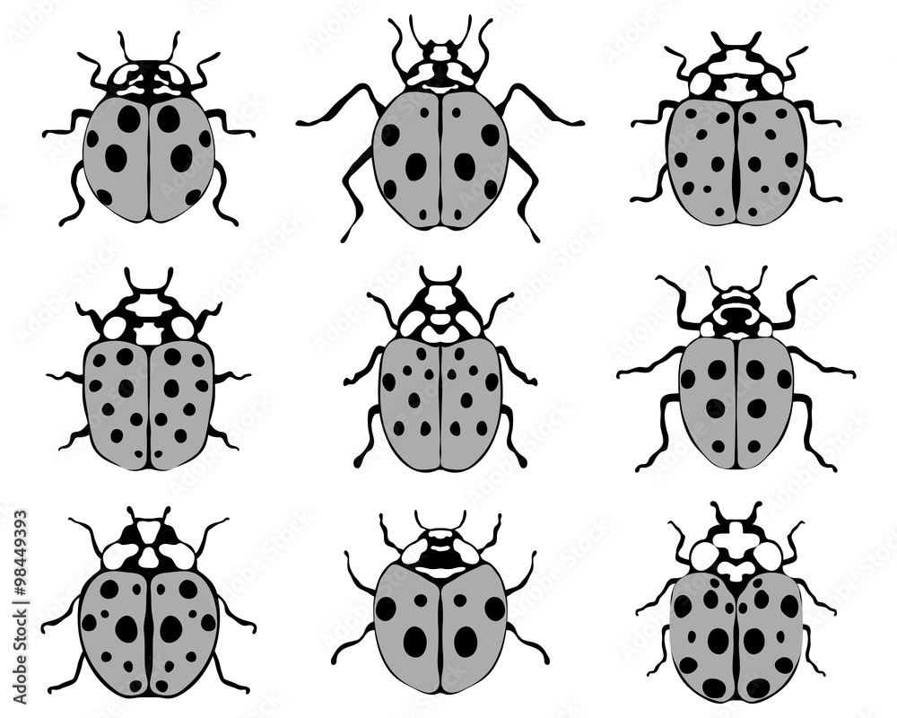 Fototapeta premium Set of different cheerful ladybugs, vector 
