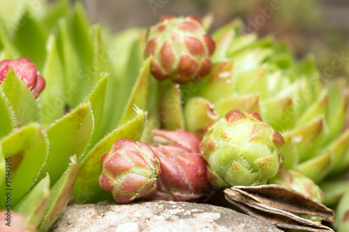 Rolling Hen-and-chicks, Sempervivum globiferum photo