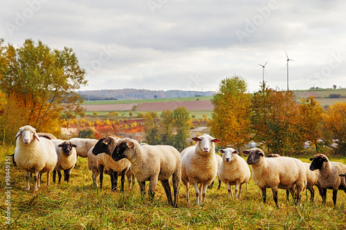 Sheep on the Meadow