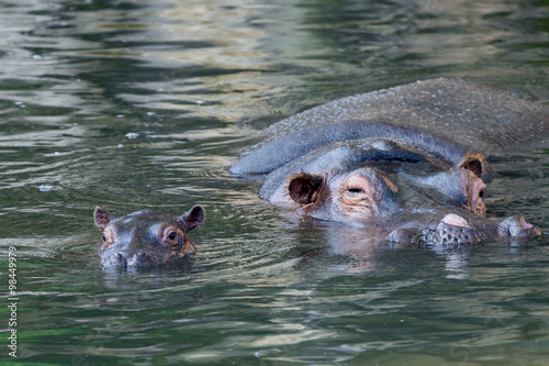 baby and big mother hippo portrait