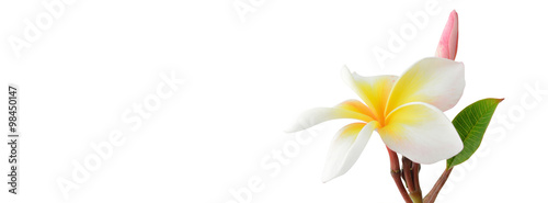 frangipani (plumeria) and sweet flowers for social media cover b