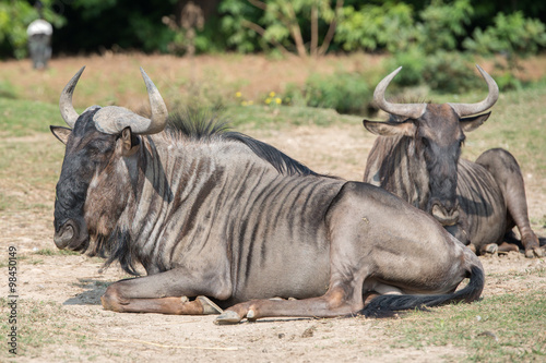 Fototapeta kuchenna African gnu while resting on grass