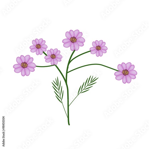 Blossoming of Purple Yarrow Flowers or Achillea Millefolium Flowers