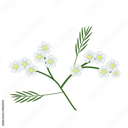 Blossoming of White Yarrow Blossoms on White Background