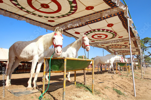 Fotografija Inde / Pushkar Camel Fair (Marwari horses market)