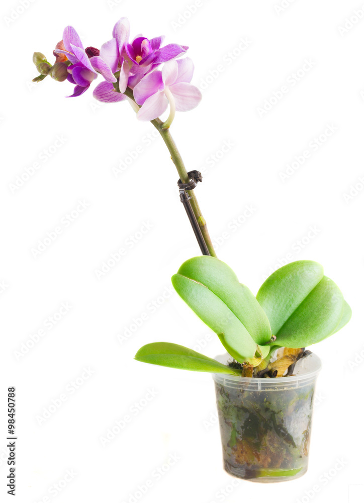 Two violet orchids 