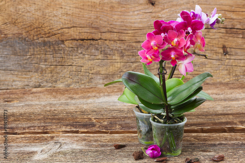 Fototapeta Naklejka Na Ścianę i Meble -  Spring  violet orchids 