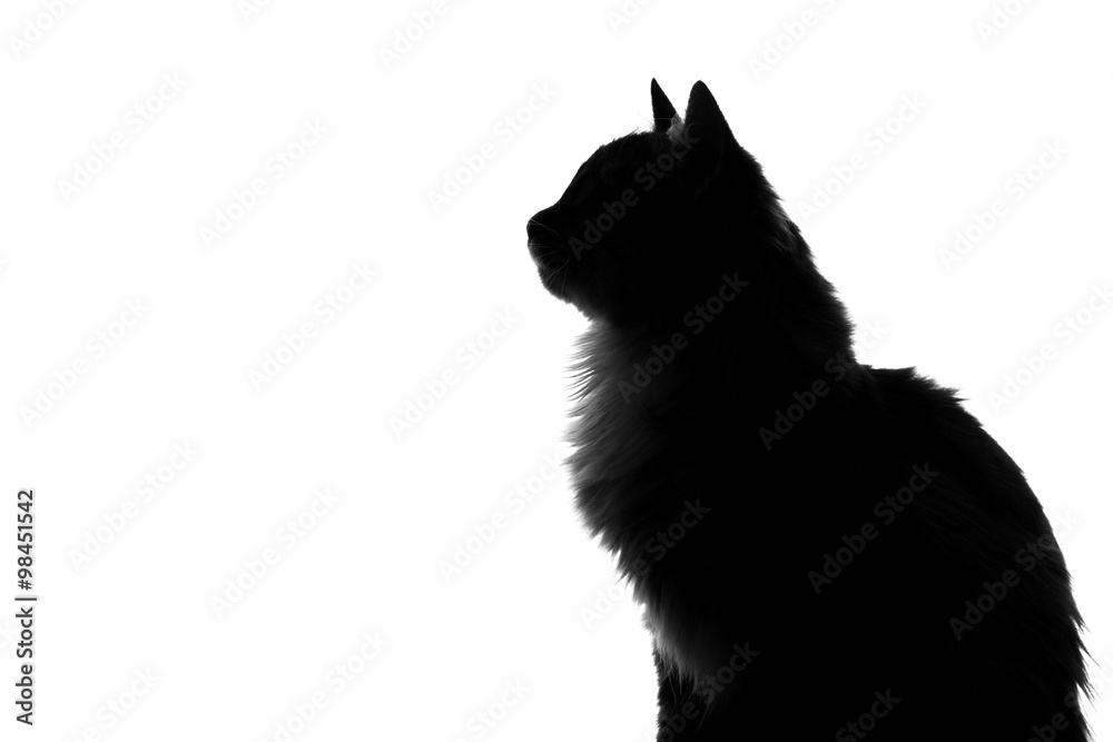 Fototapeta premium silhouette of fluffy cat on a white background