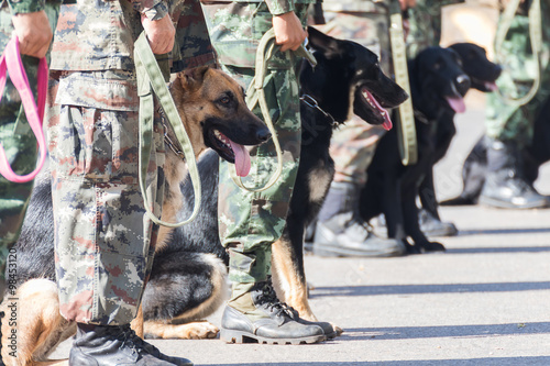  Training dogs of war