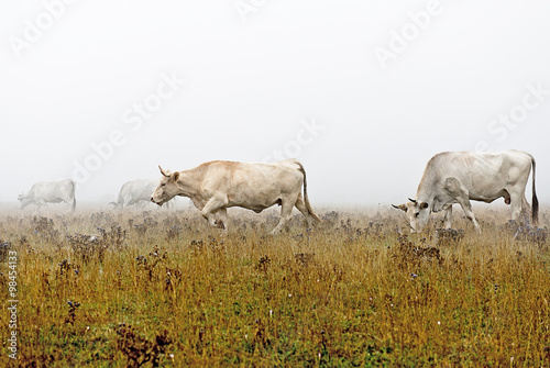 Fototapeta Naklejka Na Ścianę i Meble -  Vacche al pascolo